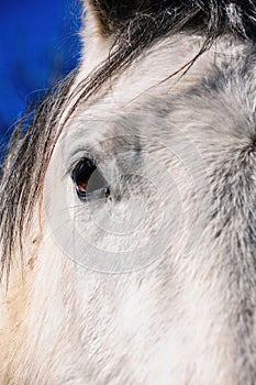 Vertical shot of the head of a white horse