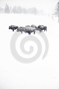Vertical shot of a herd of bison on the snowy ground during the snowflake