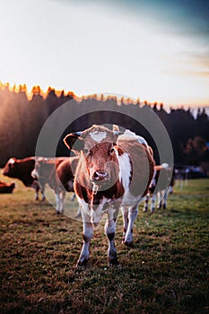 Vertical shot of a herd of cows grazing on the pasture at sunset, Zakopane, Poland