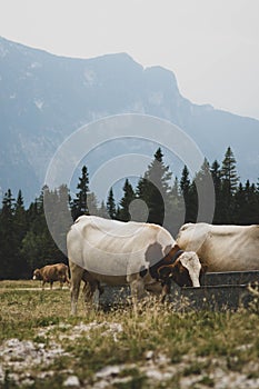 Vertical shot of a herd of Telemark cows drinking water in a green meadow