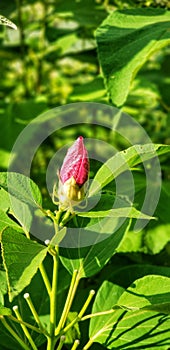 Vertical shot of a hibiscus bud in a garden under the sunlight