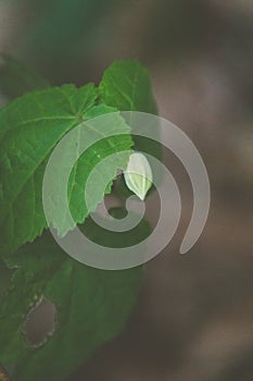 Vertical shot of a hibiscus bud among the leaves