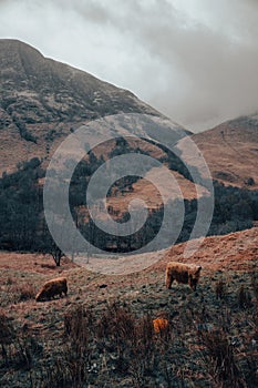 Vertical shot of Highland cattle pasturing in scenic countryside