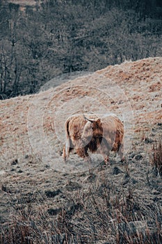 Vertical shot of Highland cattle pasturing in scenic countryside