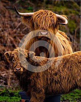 Vertical shot of a Highland Cow "Coo" with calf in the Schottish Highlands UK