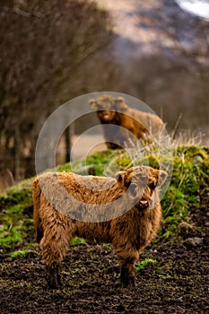 Vertical shot of a Highland Cow "Coo" with calf in the Schottish Highlands UK