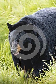 Vertical shot of a Himalayan black bear in a park in Alaska surrounded by green nature