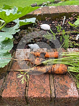 Vertical shot of home grown dirty carrots on a brick surface photo