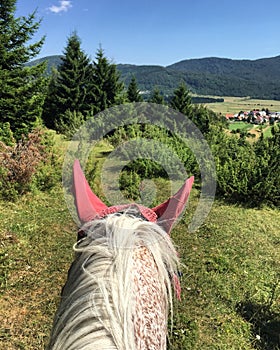 Vertical shot of a horse head with red ear bonnets on background of mountains