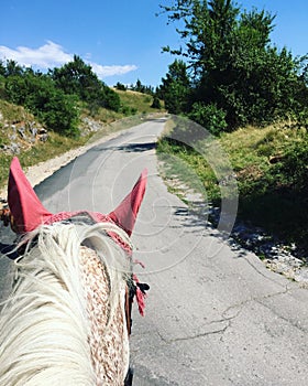 Vertical shot of a horse head with red ear bonnets on background of a road