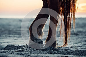 Vertical shot of a horse hooves on a sandy beach