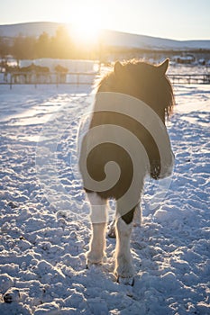 Vertical shot of a horse with long hair in the north of Sweden