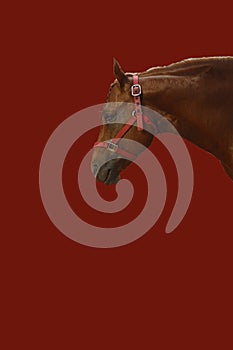 Vertical shot of a horse portrait in bridle isolated on a red background