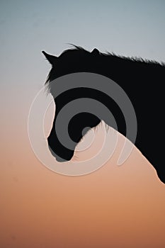 Vertical shot of a horse silhouette on a sandy beach