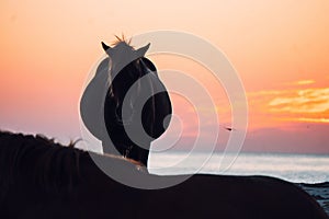 Vertical shot of a horse silhouette on a sandy beach