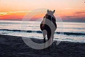 Vertical shot of a horse silhouette on a sandy beach