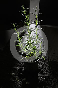 Vertical shot of a houseplant in front of a half-open door