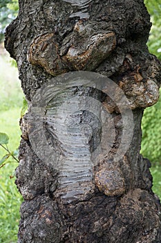 Vertical shot of a huge tree