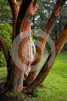 Vertical shot of a huge tree in Saxe Point Park, Esquimalt, Vancouver Island, BC Canada photo