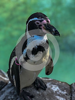 Vertical shot of a Humboldt penguin standing on the rock near crystal water