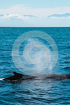 Vertical shot of a humpback whale in False bay near Cape Town