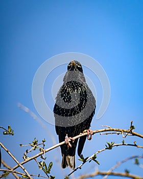 Vertical shot of Iridiscent Starling perched on leafy vine against blue sky