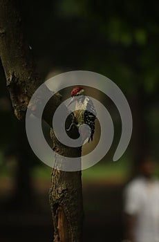 Vertical shot of an Isabelle-breasted woodpecker in a forest