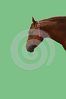 Vertical shot of an isolated brown horse head on a green background