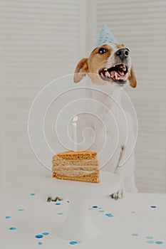 Vertical shot of jack russel terrier dog celebrates one year birthday, poses near delicious cake with burning candle, wears cone