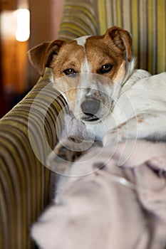 Vertical shot of a Jack Russell Terrier lying down on the sofa