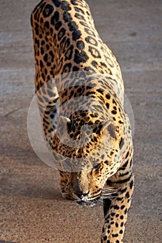 Vertical shot of a jaguar in captivity in the natural park of Cabarceno, in Cantabria, Spain