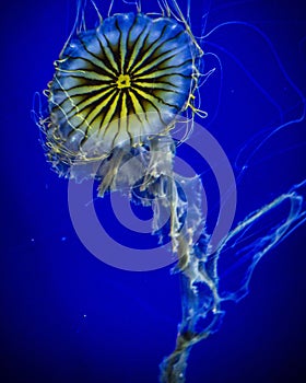 Vertical shot of a jellyfish (Scyphozoa) isolated on a blue background