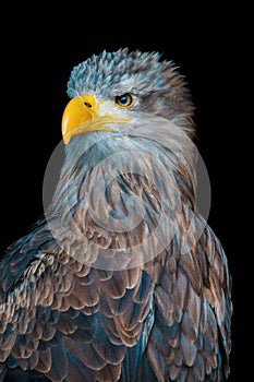 Vertical shot of a juvenile bald eagle isolated on a black background