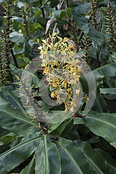 Vertical shot of Kahili ginger flowers  in tropical rainforest above Kilauea iki crater