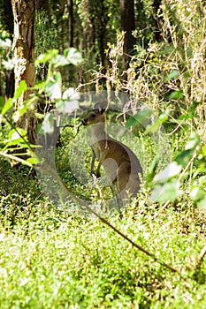 Vertical shot of a kangaroo in a  green forest in Coombabah Park, Gold Coast, Australia photo
