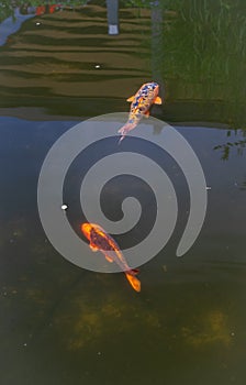 Vertical shot of Koi fish swimming in the pond.