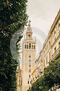 Vertical shot of La Giralda surrounded by trees in Sevilla, Spain photo