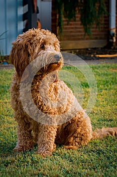 Vertical shot of a Labradoodle sitting on the grass