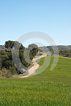 Vertical shot of a landscape with crop field, trees and a dirt road. Sunny day. Los Cerros Park, AlcalÃÂ¡ de Henares, Madrid photo