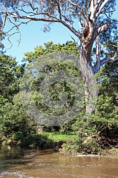 Vertical shot of a large eucalyptus tree growing near the Werribee River