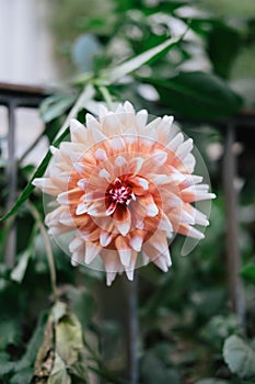 A vertical shot of a large-feathered dahlia. The beautiful flower is an macro shot