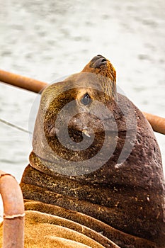 vertical shot of large sealion with pacific ocean behind it