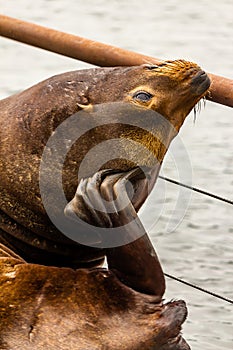 vertical shot of large sealion with pacific ocean behind it itching its head