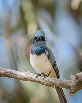 Vertical shot of a Leaden Flycatcher bird perched on a thin twig