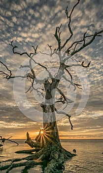 Vertical shot of a leafless tree in Boneyard Beach,  Jacksonville, Florida at sunset