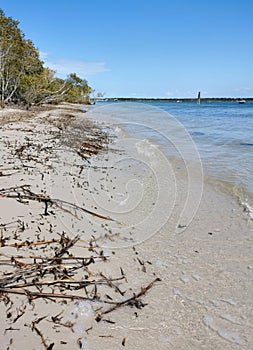 Vertical shot of leafless twigs scattered on the sandy beach