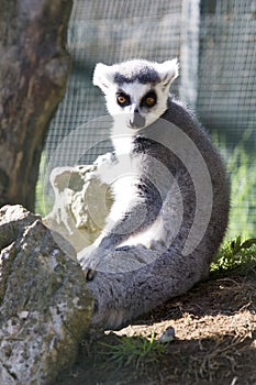 Vertical shot of a lemur sitting in front of the tree