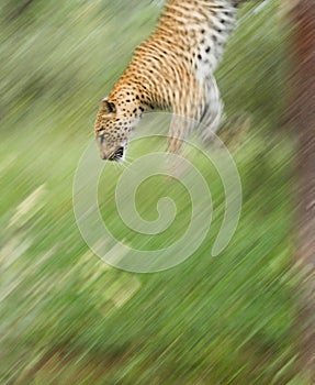 Vertical shot of a leopard jumping down from a tree in Kruger Park