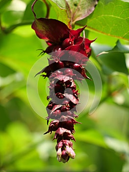 Vertical shot of a leycesteria flower hanging from a branch