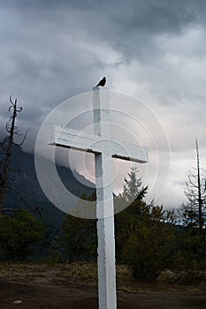 Vertical shot of a little bird sitting on a white wooden cross